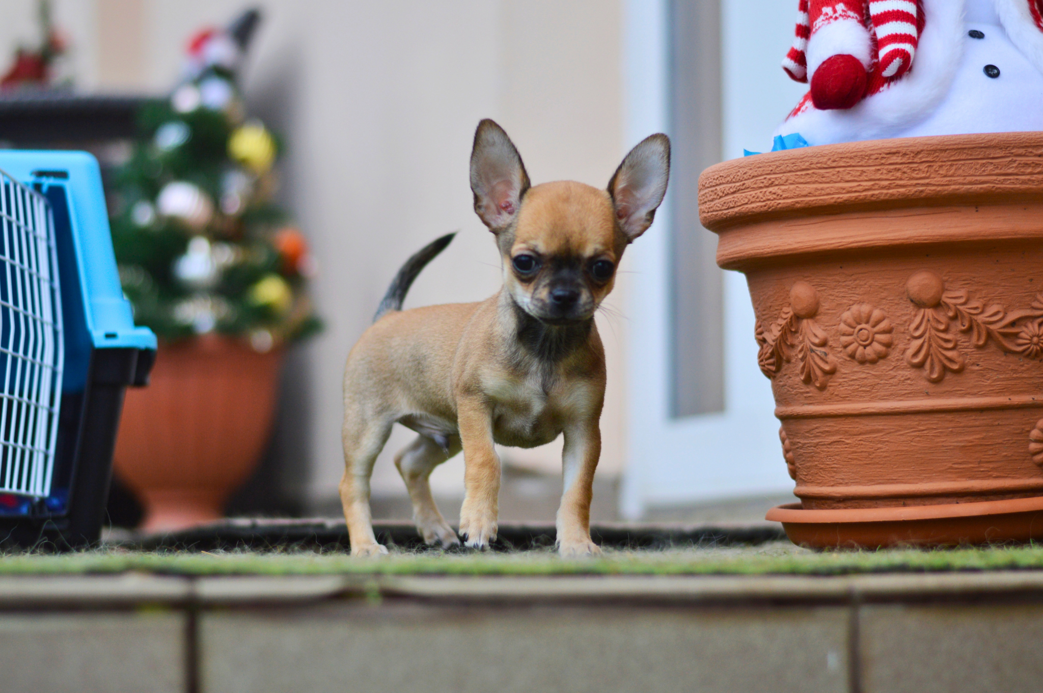 šteniatko čivavy a